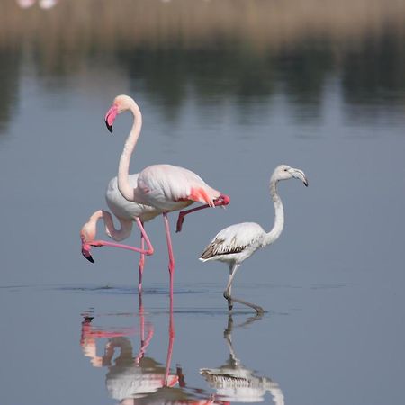 B&B La Dolce Vita Флуміні-ді-Кварту Екстер'єр фото